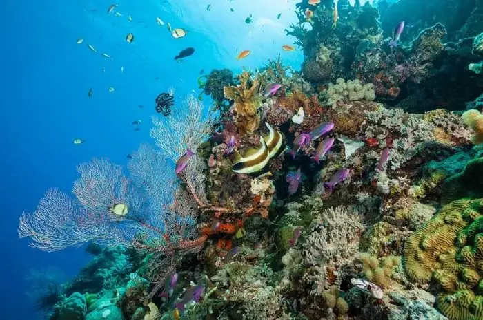 The Great Barrier Reef, Keajaiban Bawah Laut di Australia