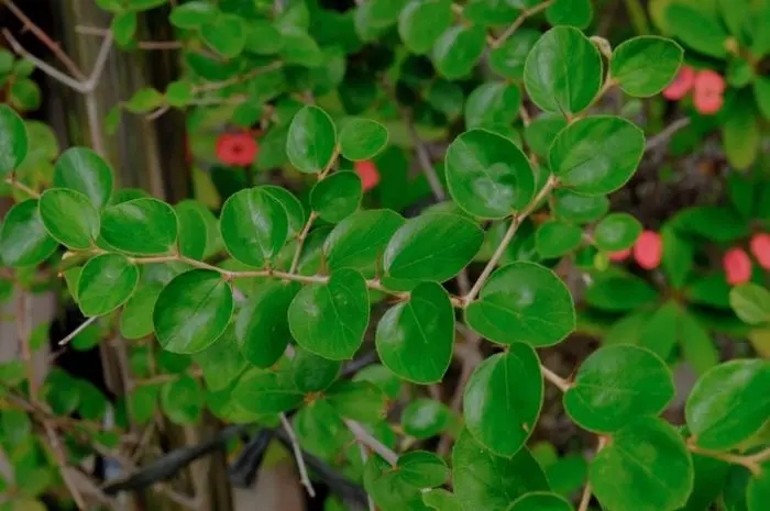 Manfaat Daun Bidara untuk Kesehatan yang Wajib Anda Coba